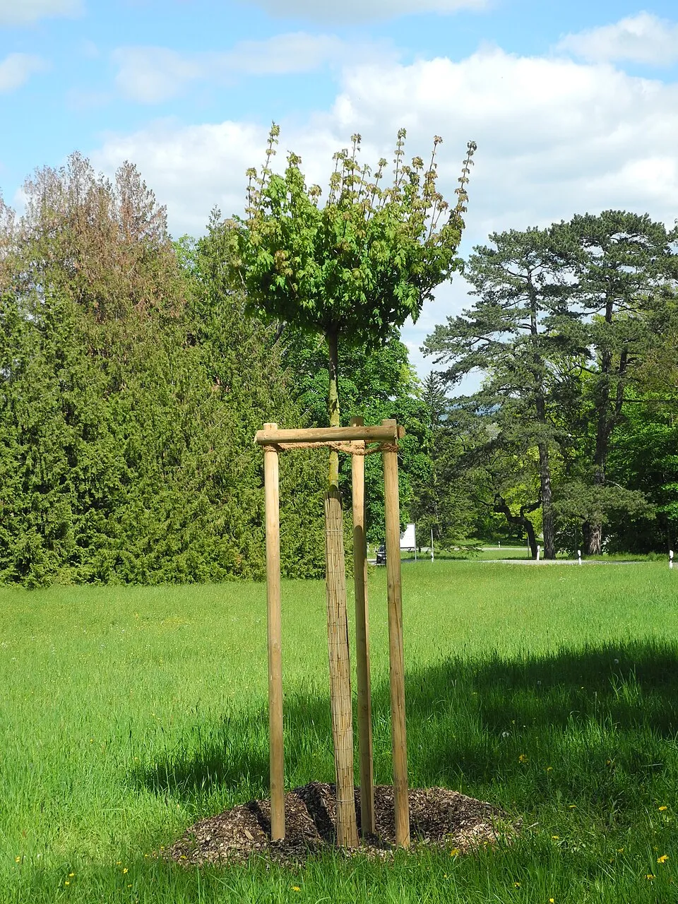 Gömbjuhar / Acer platanoides 'Globosum'
