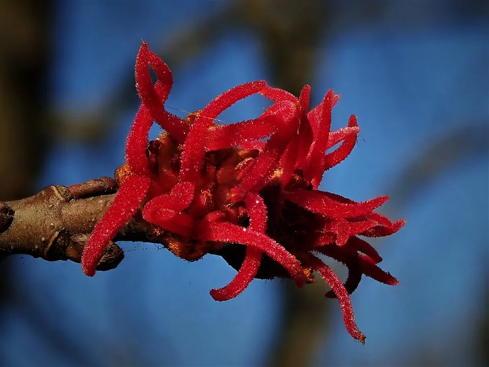 Ezüst juhar / Acer saccharinum