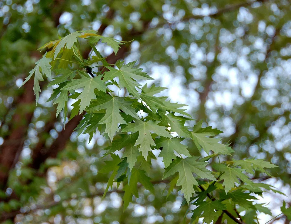 Ezüst juhar / Acer saccharinum