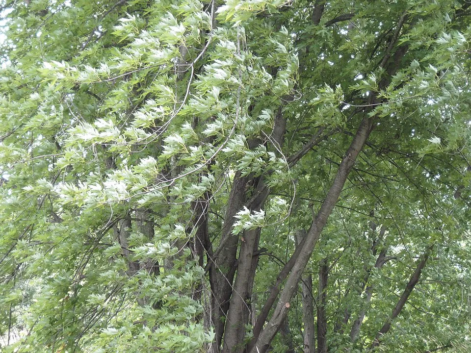 Ezüst juhar / Acer saccharinum