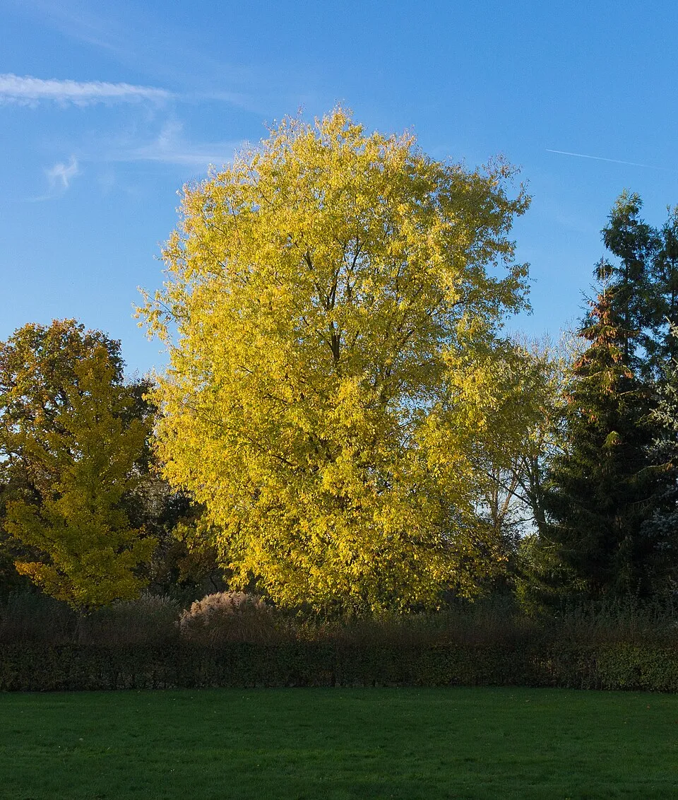 Ezüst juhar / Acer saccharinum
