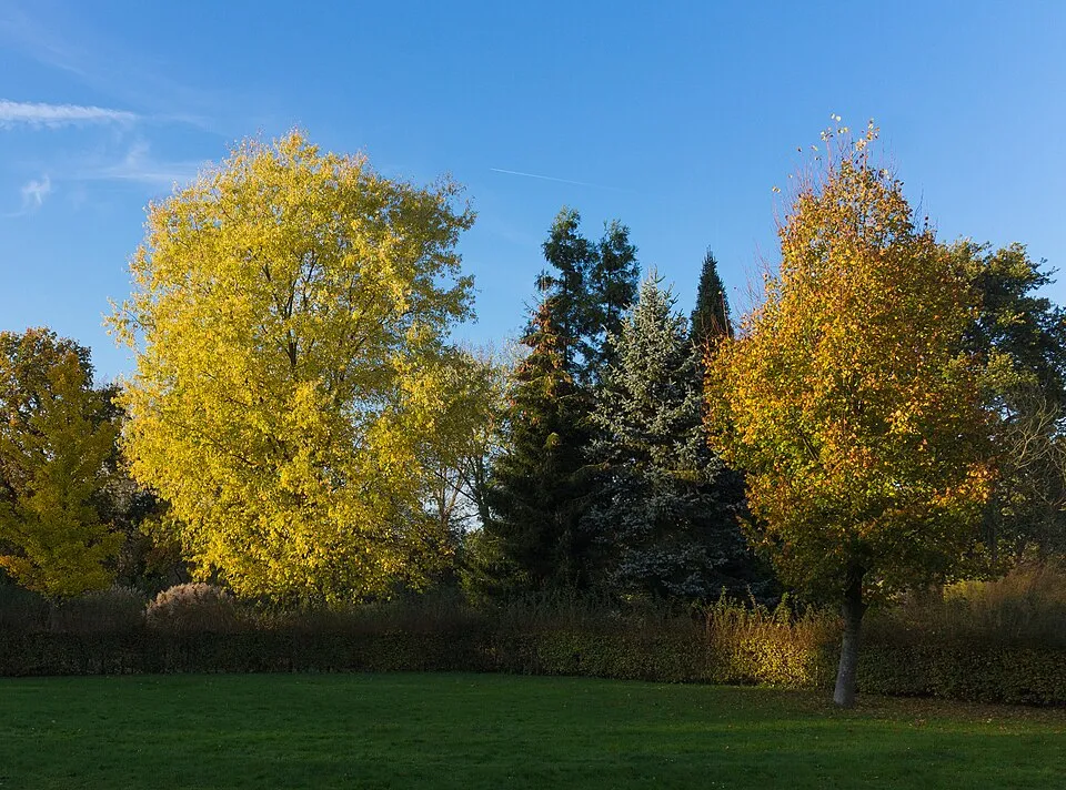 Ezüst juhar / Acer saccharinum