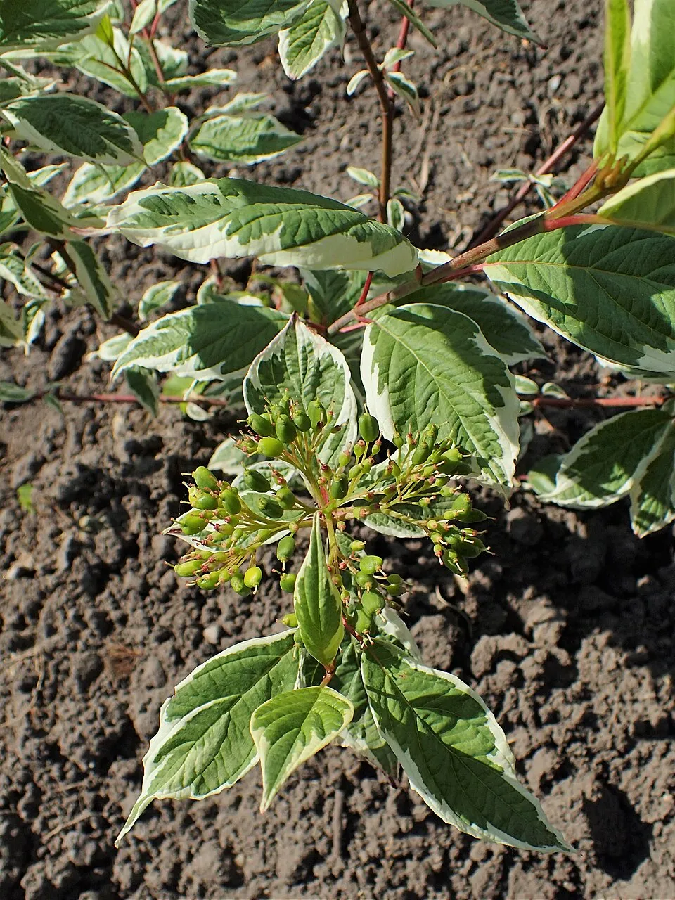 Fehér-tarka levelű, piros vesszejű som / Cornus alba 'Sibirica Variegata'