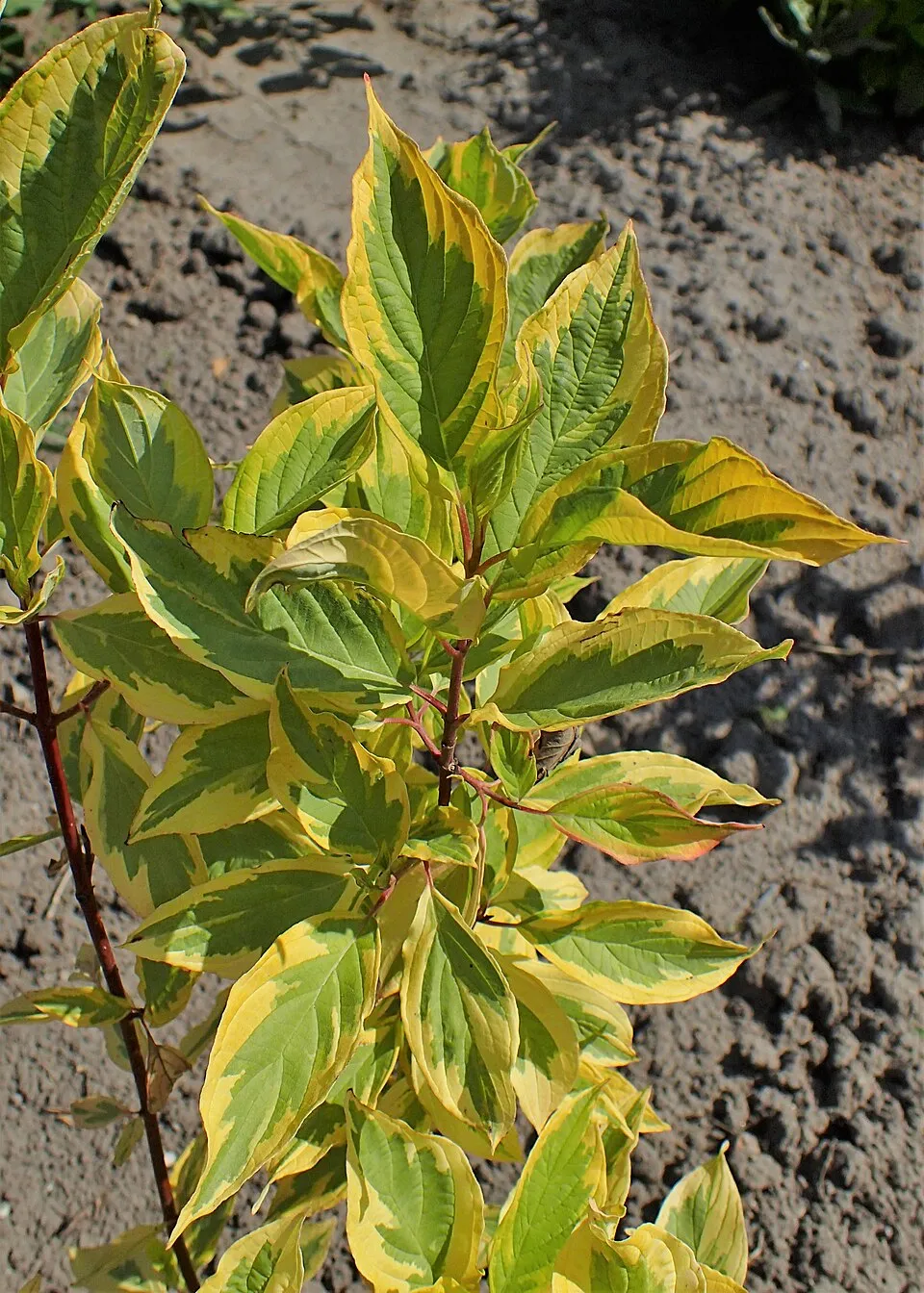 Sárga-tarka levelű, piros vesszejű som / Cornus alba 'Spaethii'