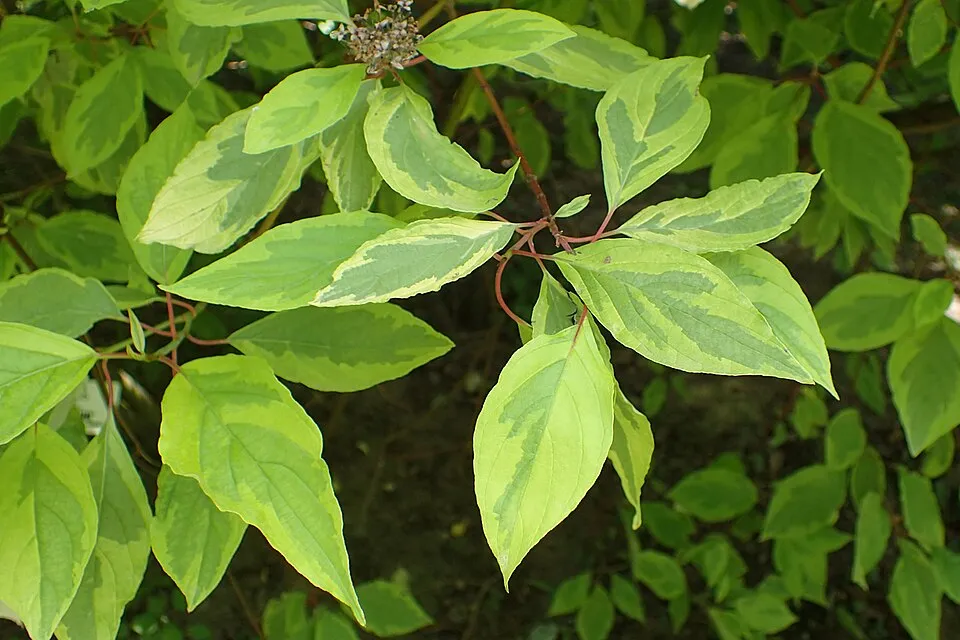 Sárga-tarka levelű, piros vesszejű som / Cornus alba 'Spaethii'