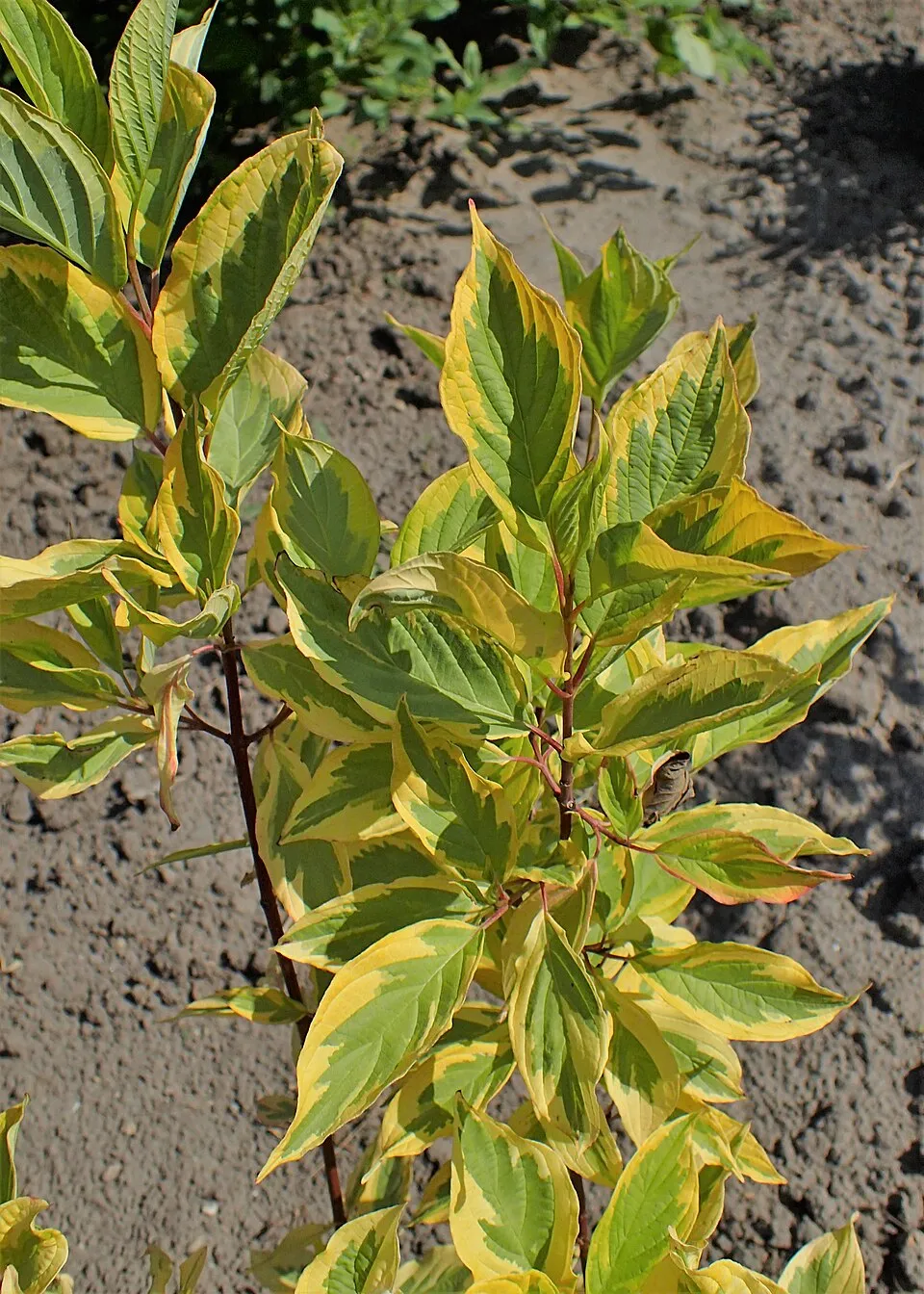 Sárga-tarka levelű, piros vesszejű som / Cornus alba 'Spaethii'