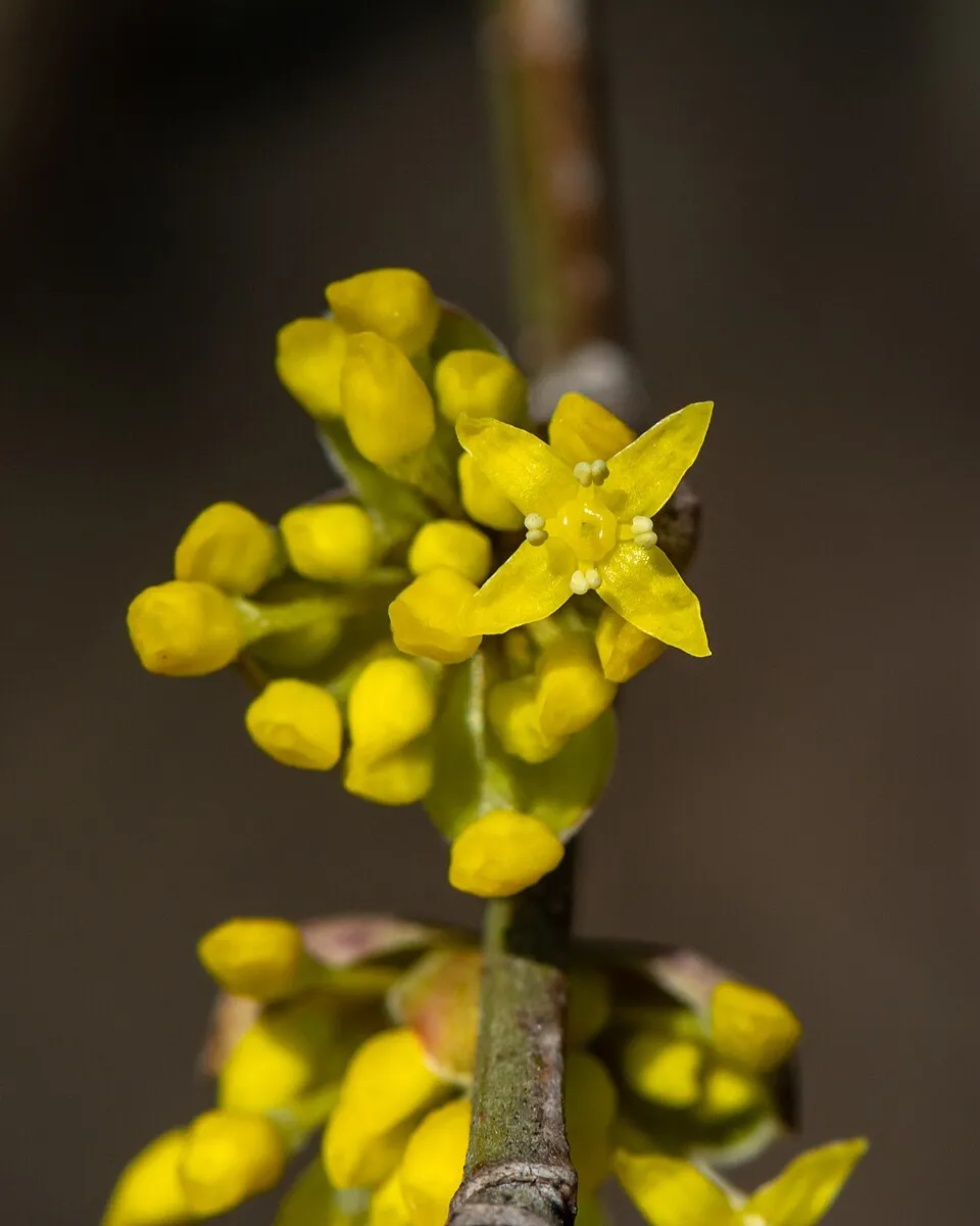 Húsos som / Cornus mas