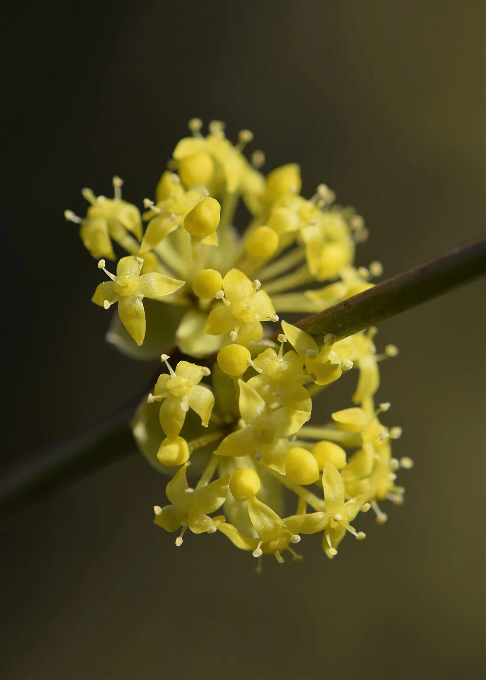 Húsos som / Cornus mas