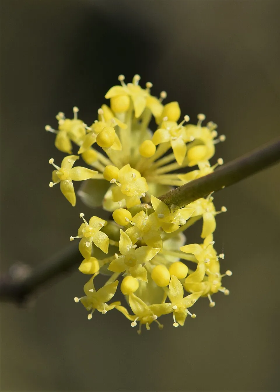 Húsos som / Cornus mas