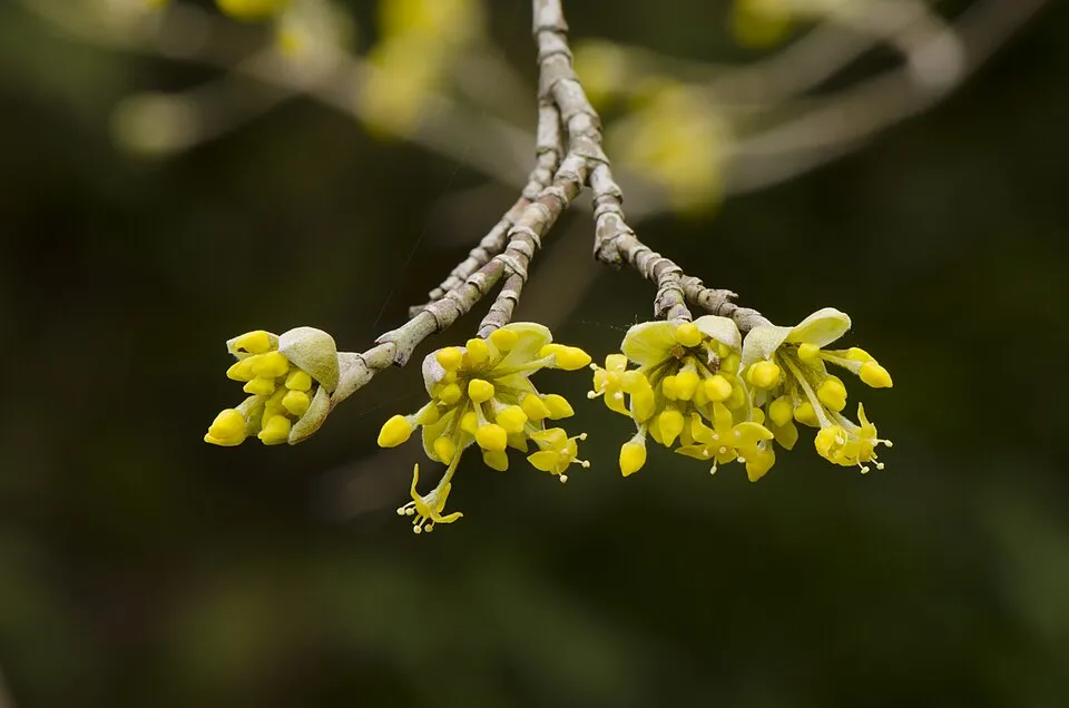 Húsos som / Cornus mas
