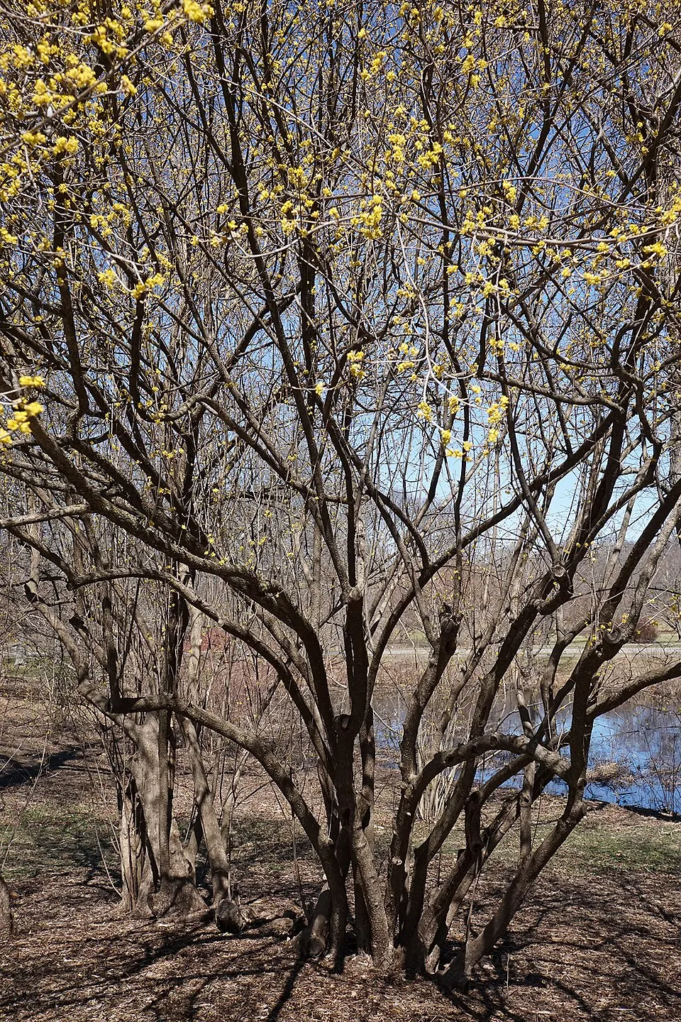 Húsos som / Cornus mas