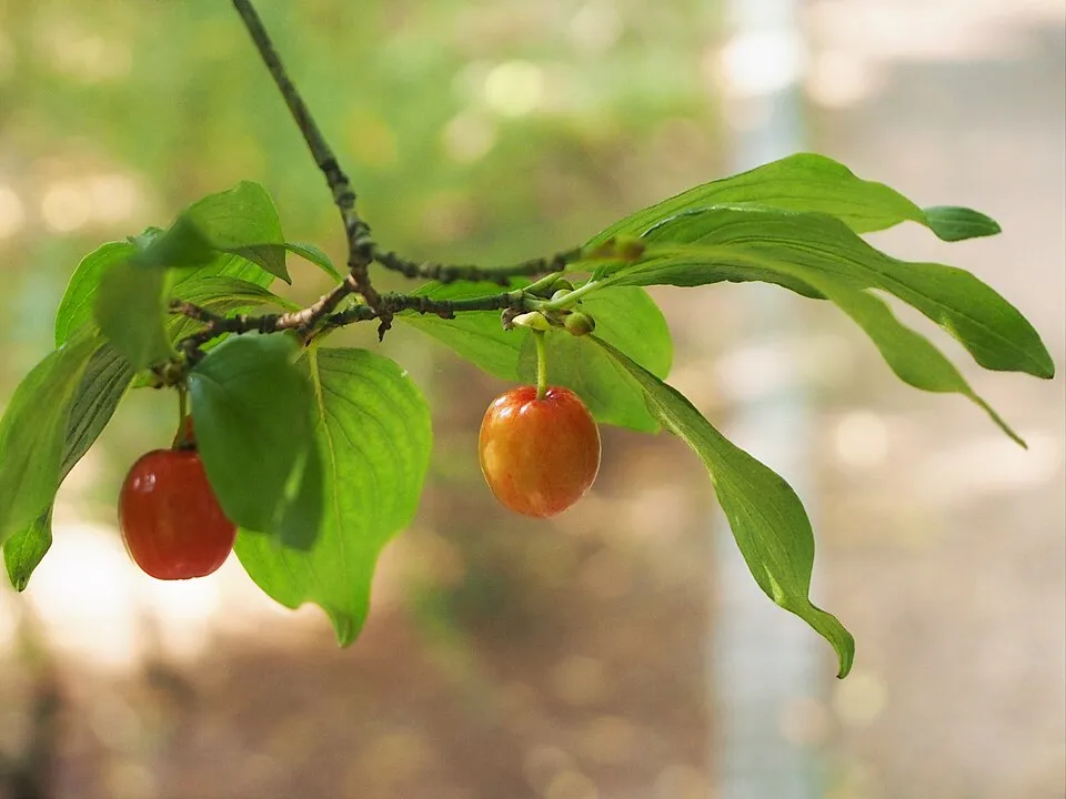 Húsos som / Cornus mas