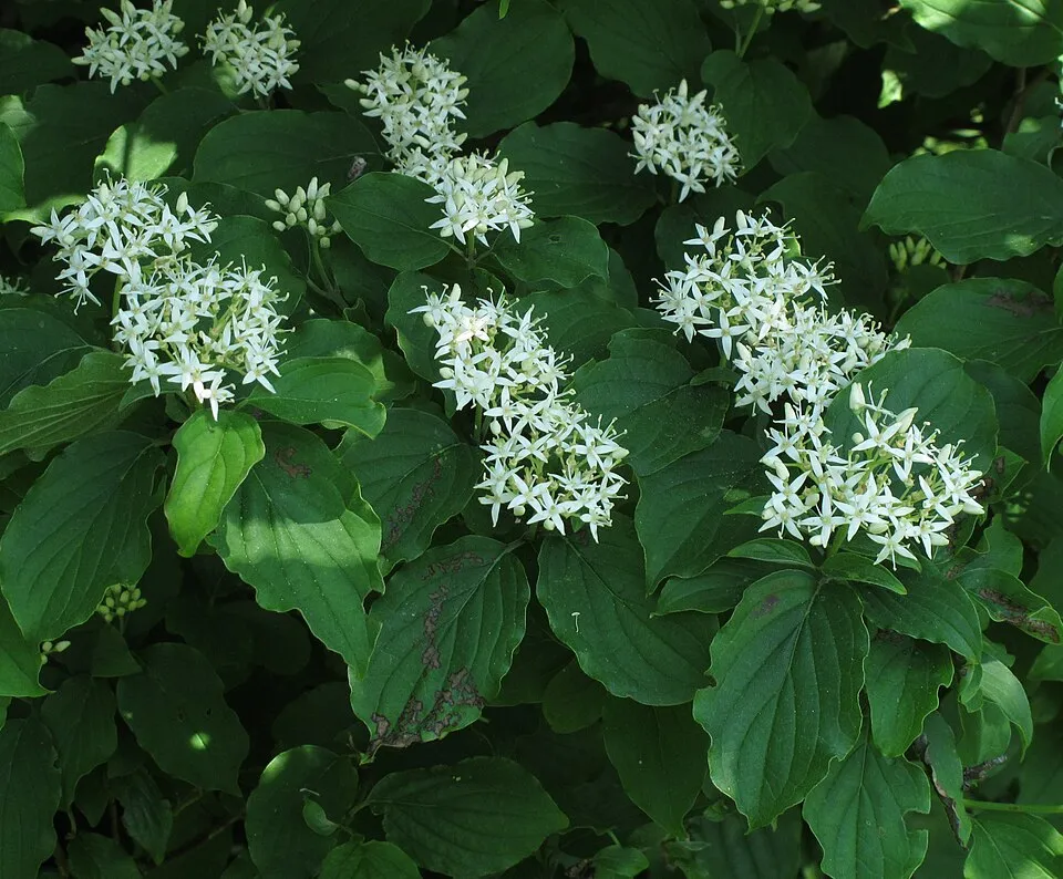 Veresgyűrűs som / Cornus sanguinea