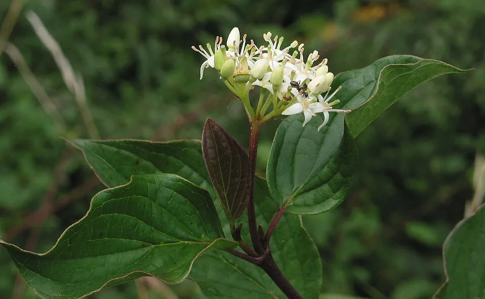 Veresgyűrűs som / Cornus sanguinea