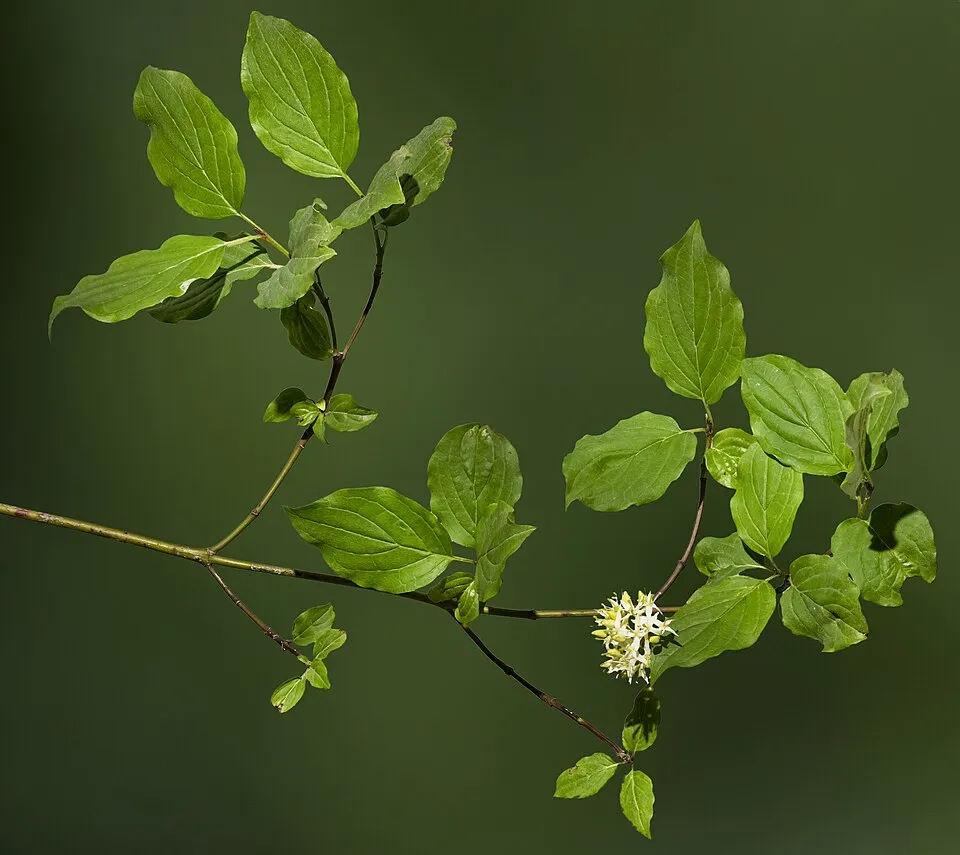 Veresgyűrűs som / Cornus sanguinea