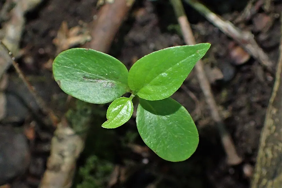 Veresgyűrűs som / Cornus sanguinea