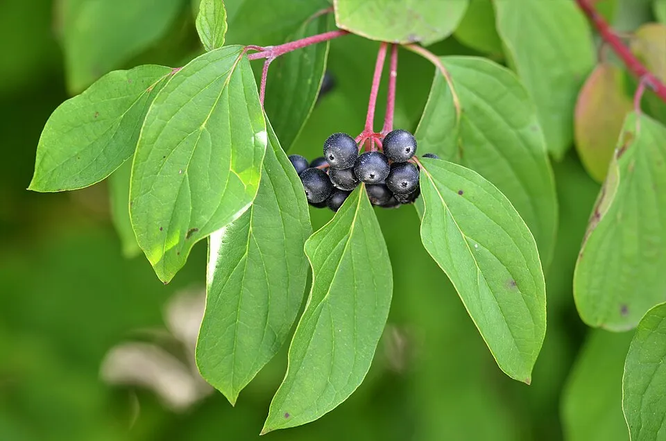 Veresgyűrűs som / Cornus sanguinea