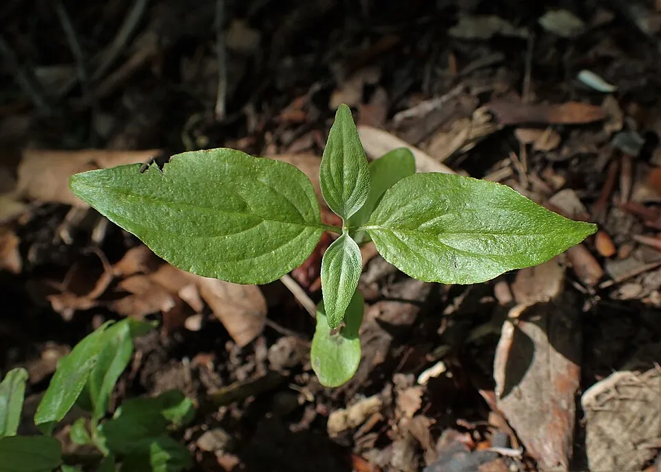 Veresgyűrűs som / Cornus sanguinea