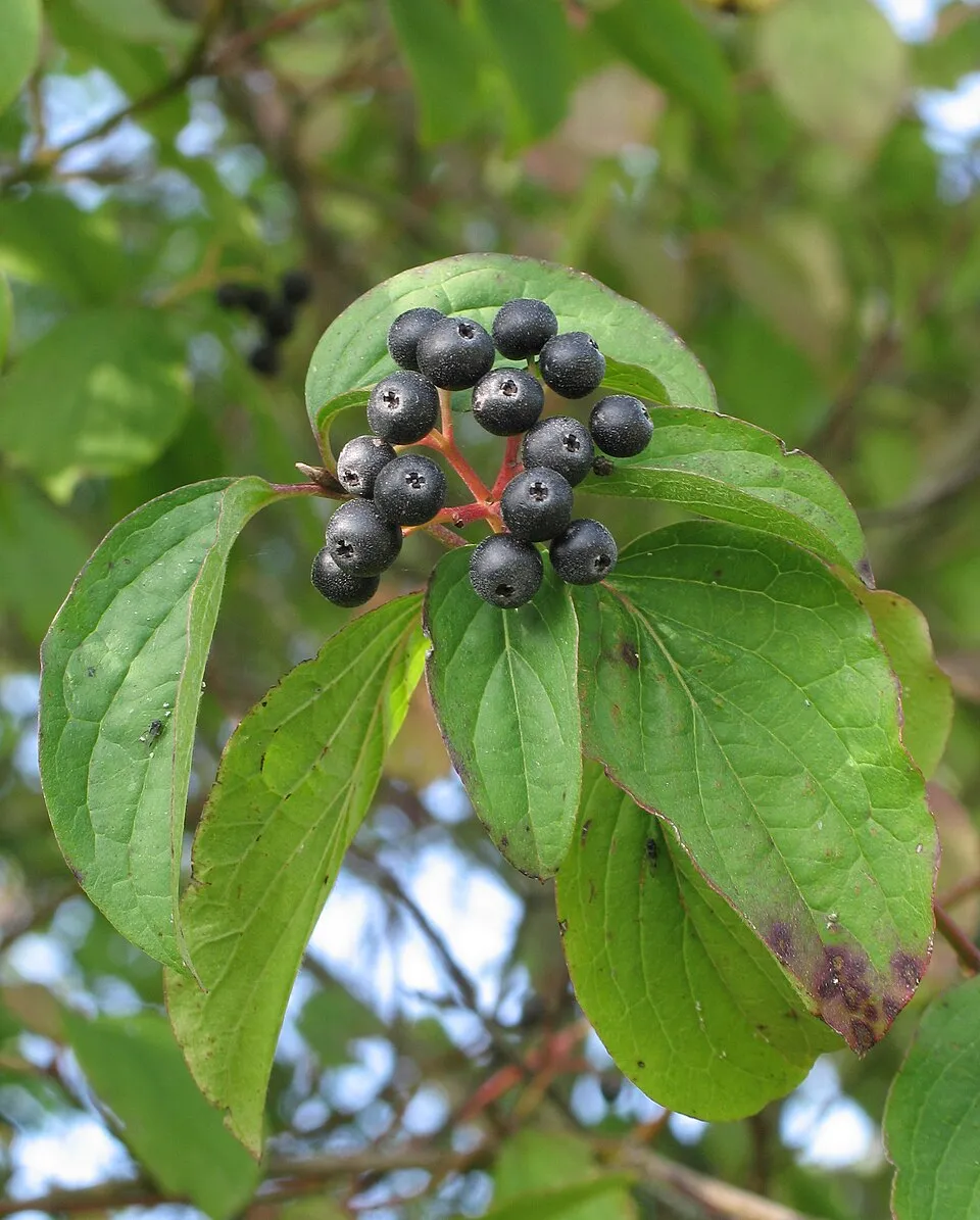 Veresgyűrűs som / Cornus sanguinea