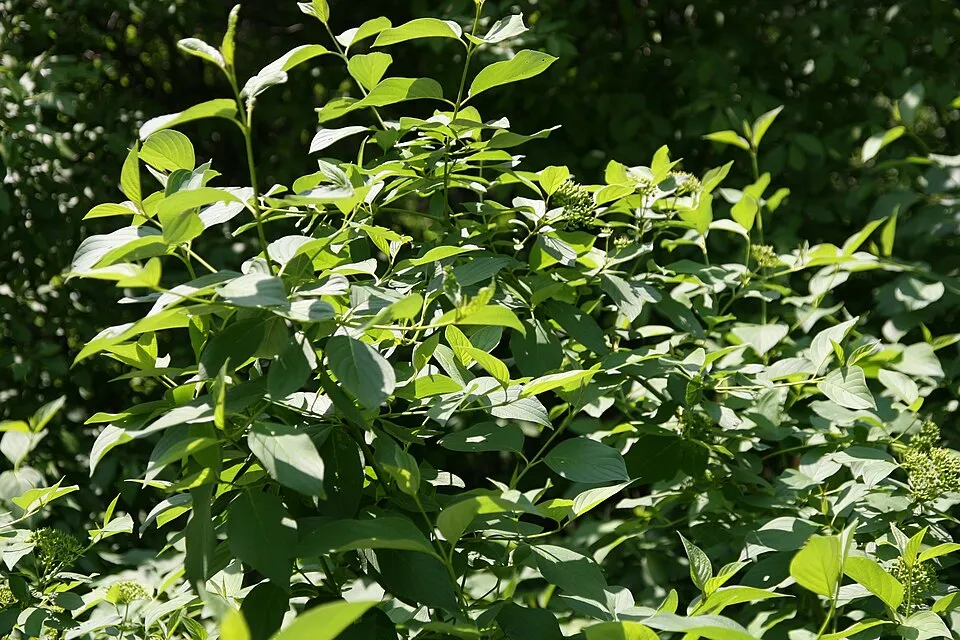 Zöld levelű, sárga vesszejű som / Cornus sericea 'Flaviramea'