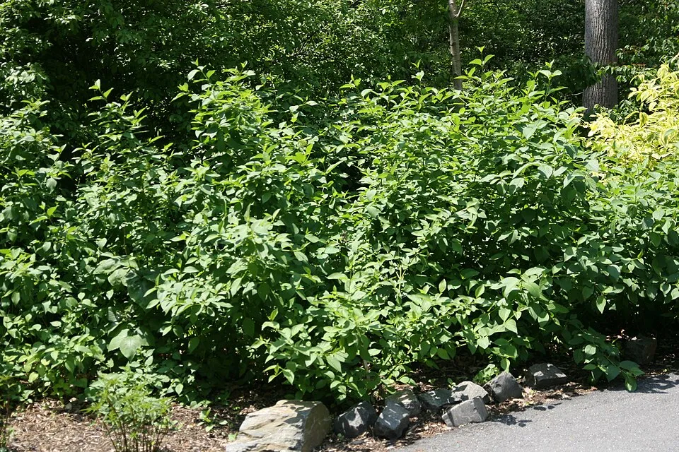 Zöld levelű, sárga vesszejű som / Cornus sericea 'Flaviramea'