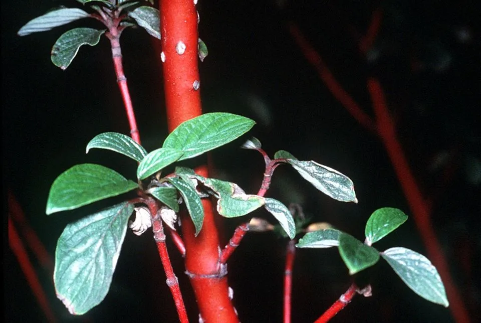 Zöld levelű, sárga vesszejű som / Cornus sericea 'Flaviramea'