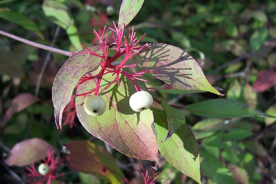 Zöld levelű, sárga vesszejű som / Cornus sericea 'Flaviramea'
