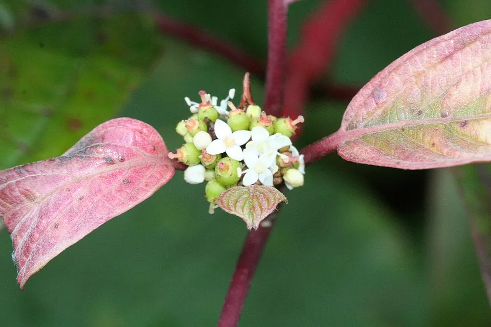 Zöld levelű, sárga vesszejű som / Cornus sericea 'Flaviramea'