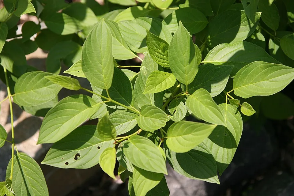 Zöld levelű, sárga vesszejű som / Cornus sericea 'Flaviramea'