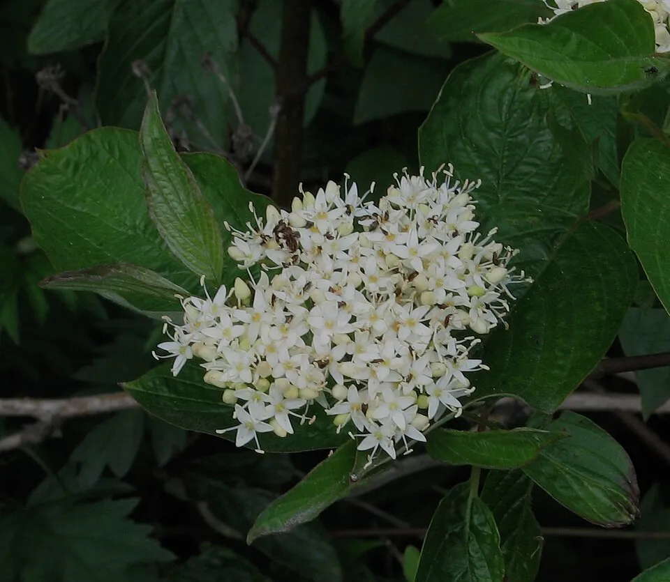 Zöld levelű, sárga vesszejű som / Cornus sericea 'Flaviramea'