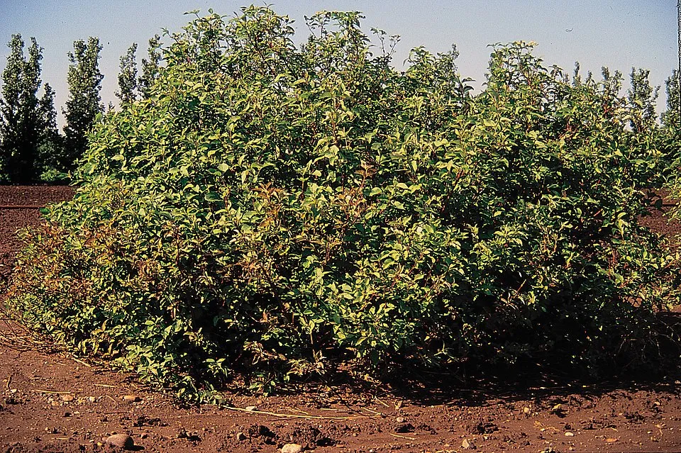 Zöld levelű, sárga vesszejű som / Cornus sericea 'Flaviramea'