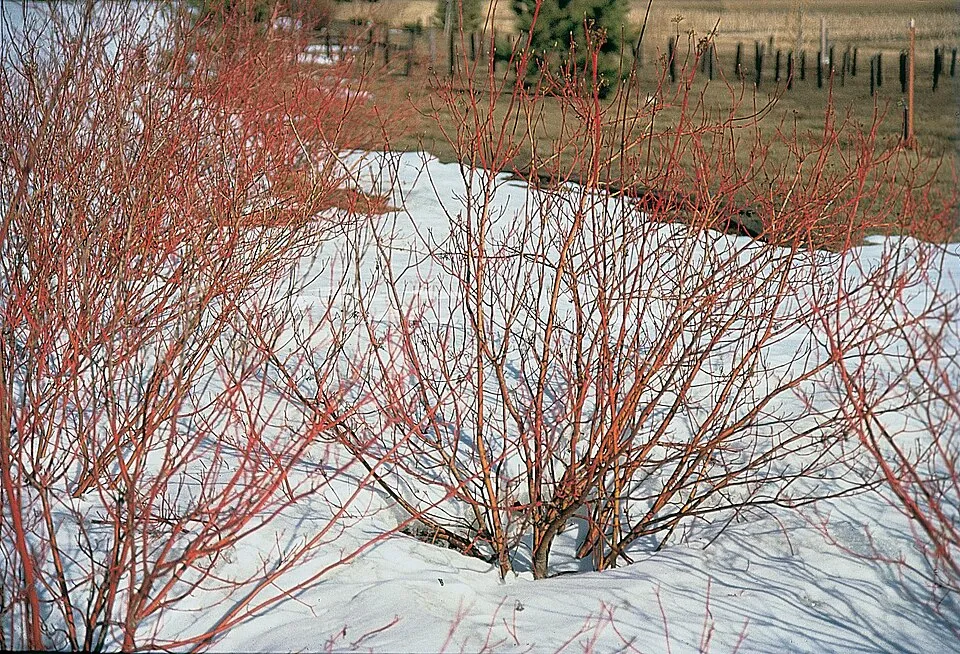Zöld levelű, sárga vesszejű som / Cornus sericea 'Flaviramea'