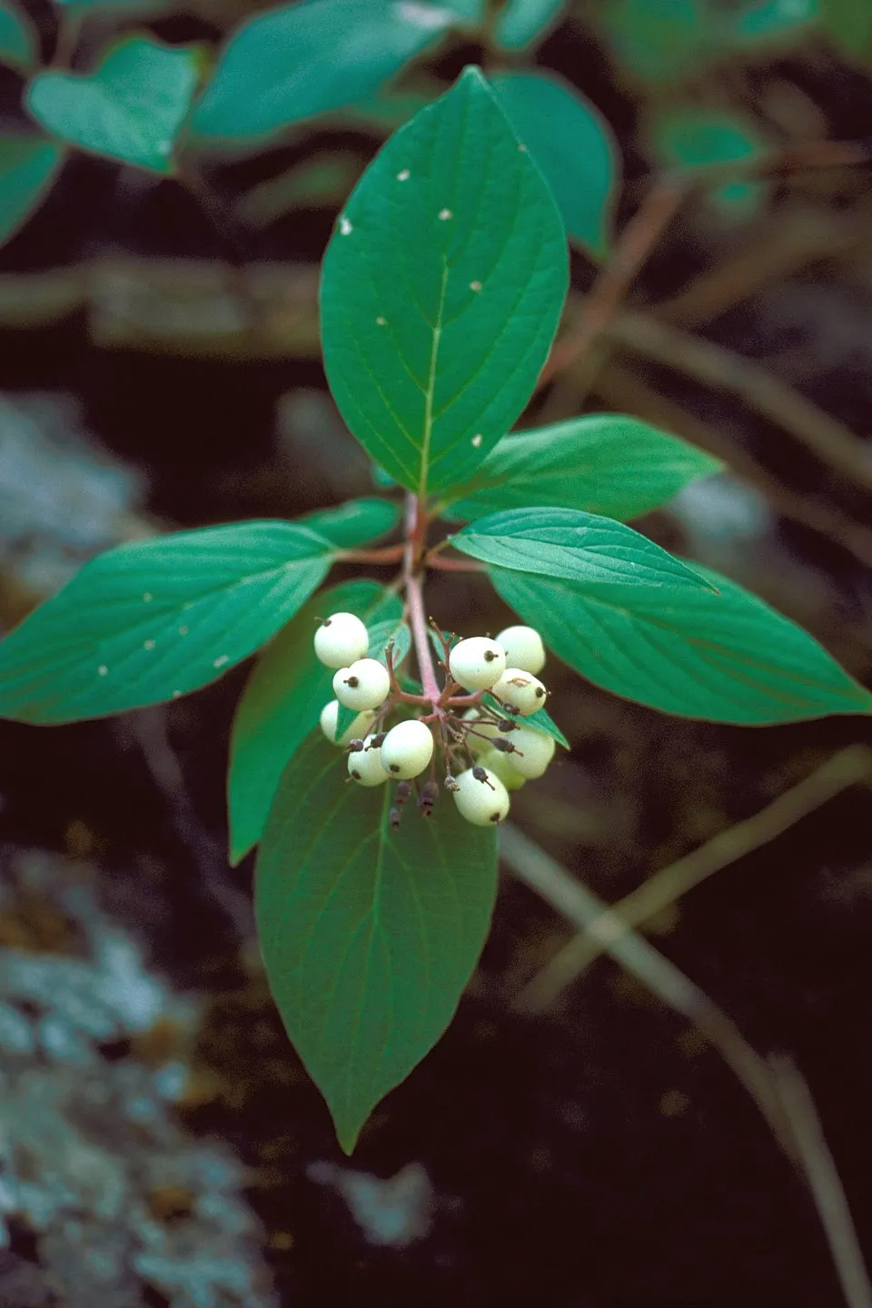 Zöld levelű, sárga vesszejű som / Cornus sericea 'Flaviramea'