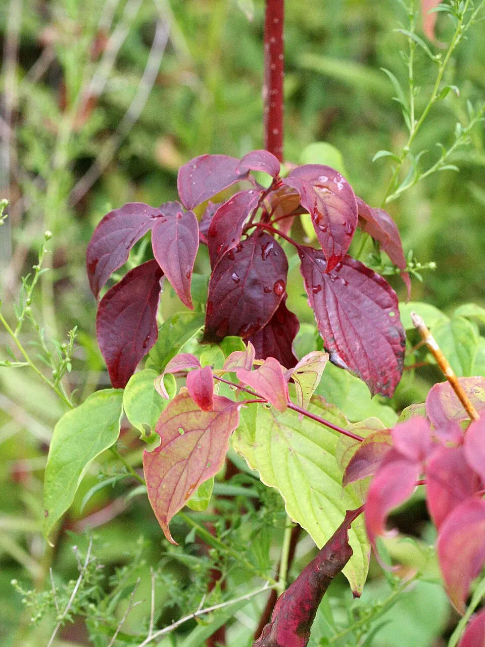 Zöld levelű, sárga vesszejű som / Cornus sericea 'Flaviramea'