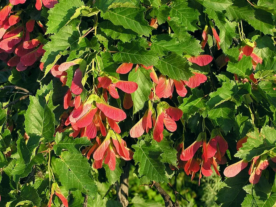 Tatár juhar / Acer tataricum
