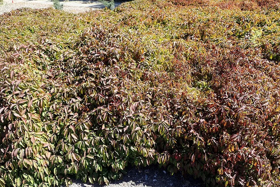 Törpe som / Cornus sericea 'Kelseyi'