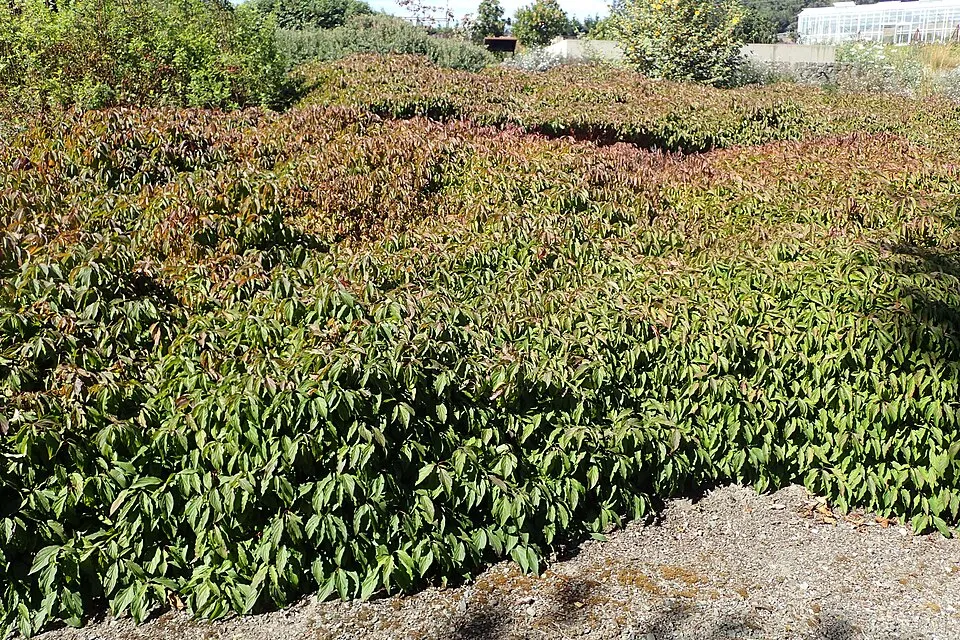 Törpe som / Cornus sericea 'Kelseyi'