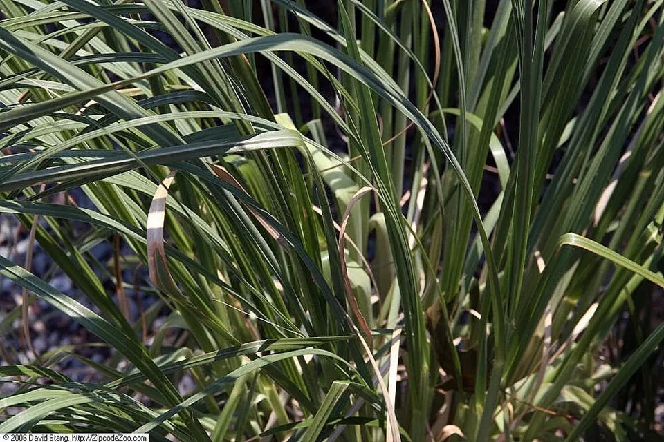 Rózsaszín virágú pampafű / Cortaderia selloana 'Pink Feather'