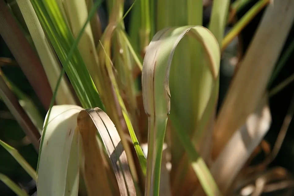 Fehér virágú pampafű / Cortaderia selloana 'White Feather'