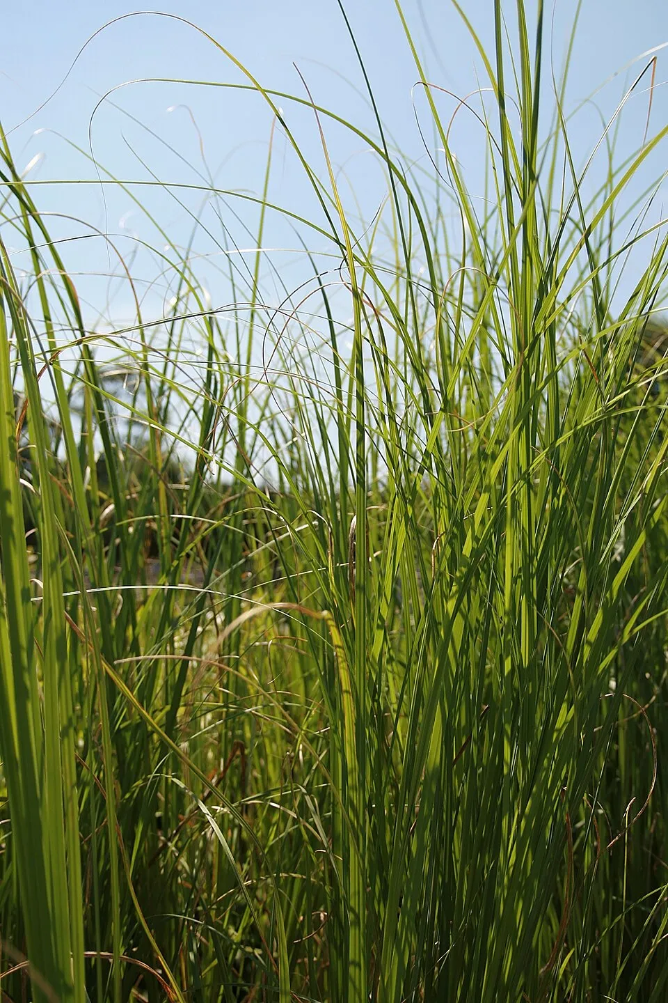 Fehér virágú pampafű / Cortaderia selloana 'White Feather'