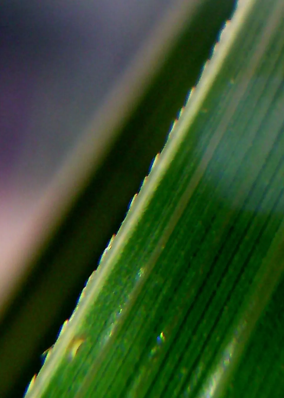 Fehér virágú pampafű / Cortaderia selloana 'White Feather'