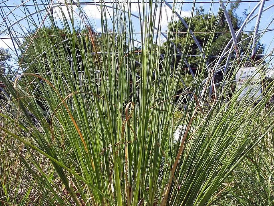 Fehér virágú pampafű / Cortaderia selloana 'White Feather'
