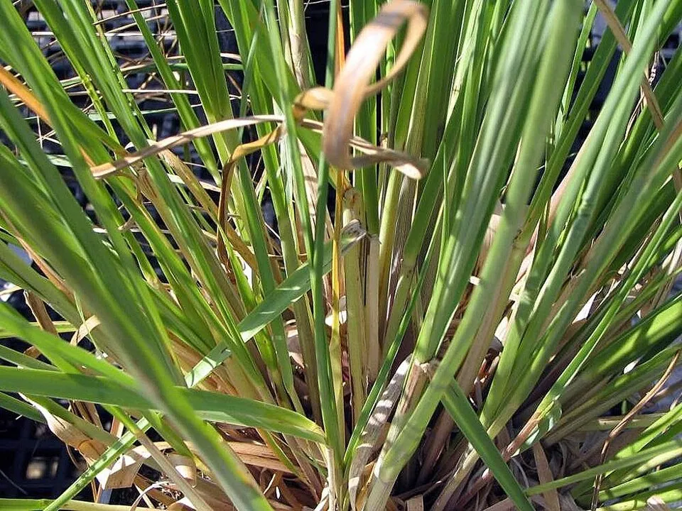 Fehér virágú pampafű / Cortaderia selloana 'White Feather'