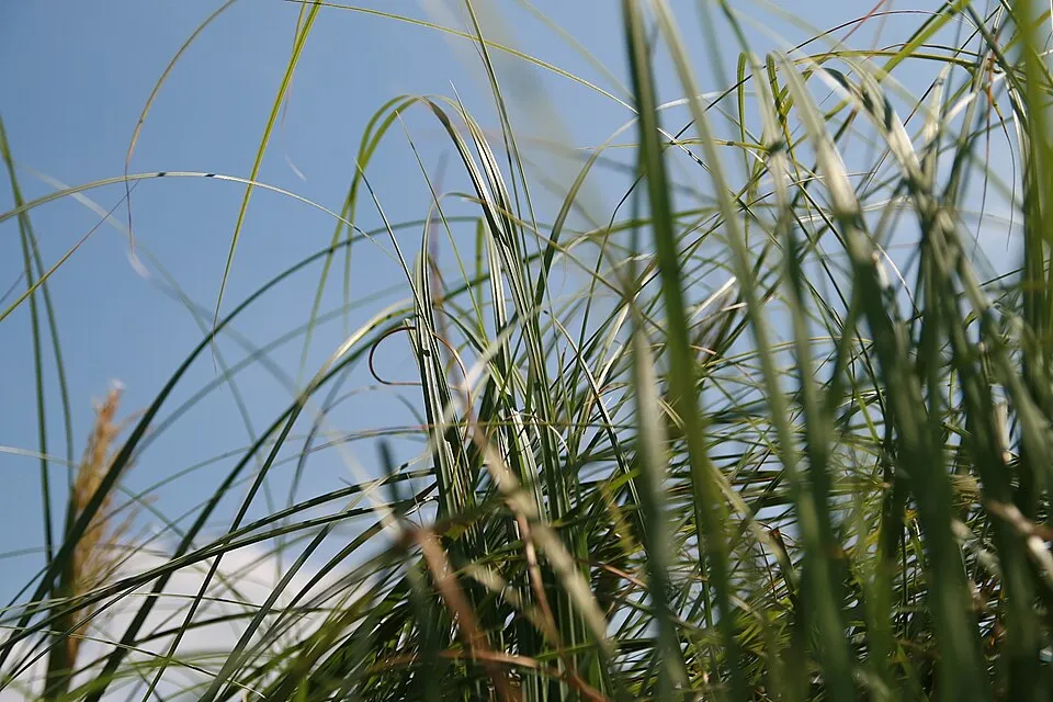 Fehér virágú pampafű / Cortaderia selloana 'White Feather'