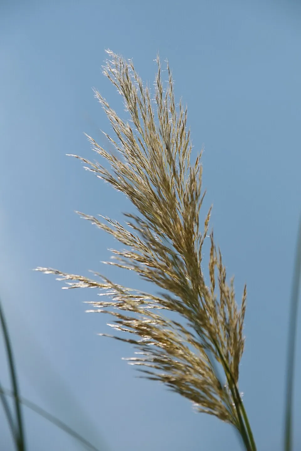 Fehér virágú pampafű / Cortaderia selloana 'White Feather'