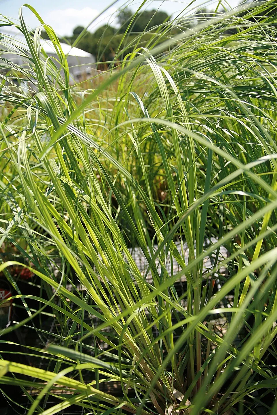 Fehér virágú pampafű / Cortaderia selloana 'White Feather'