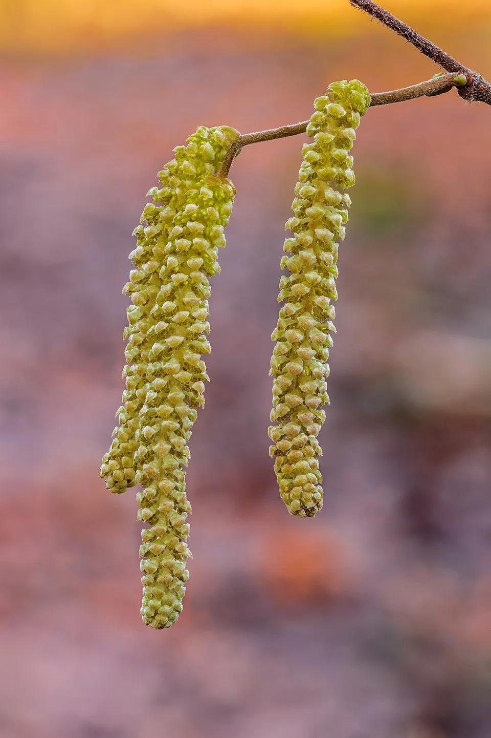 Közönséges mogyoró / Corylus avellana
