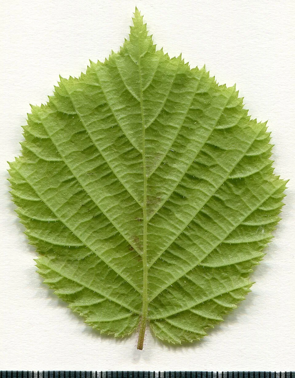 Közönséges mogyoró / Corylus avellana