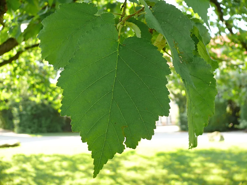 Törökmogyoró / Corylus colurna