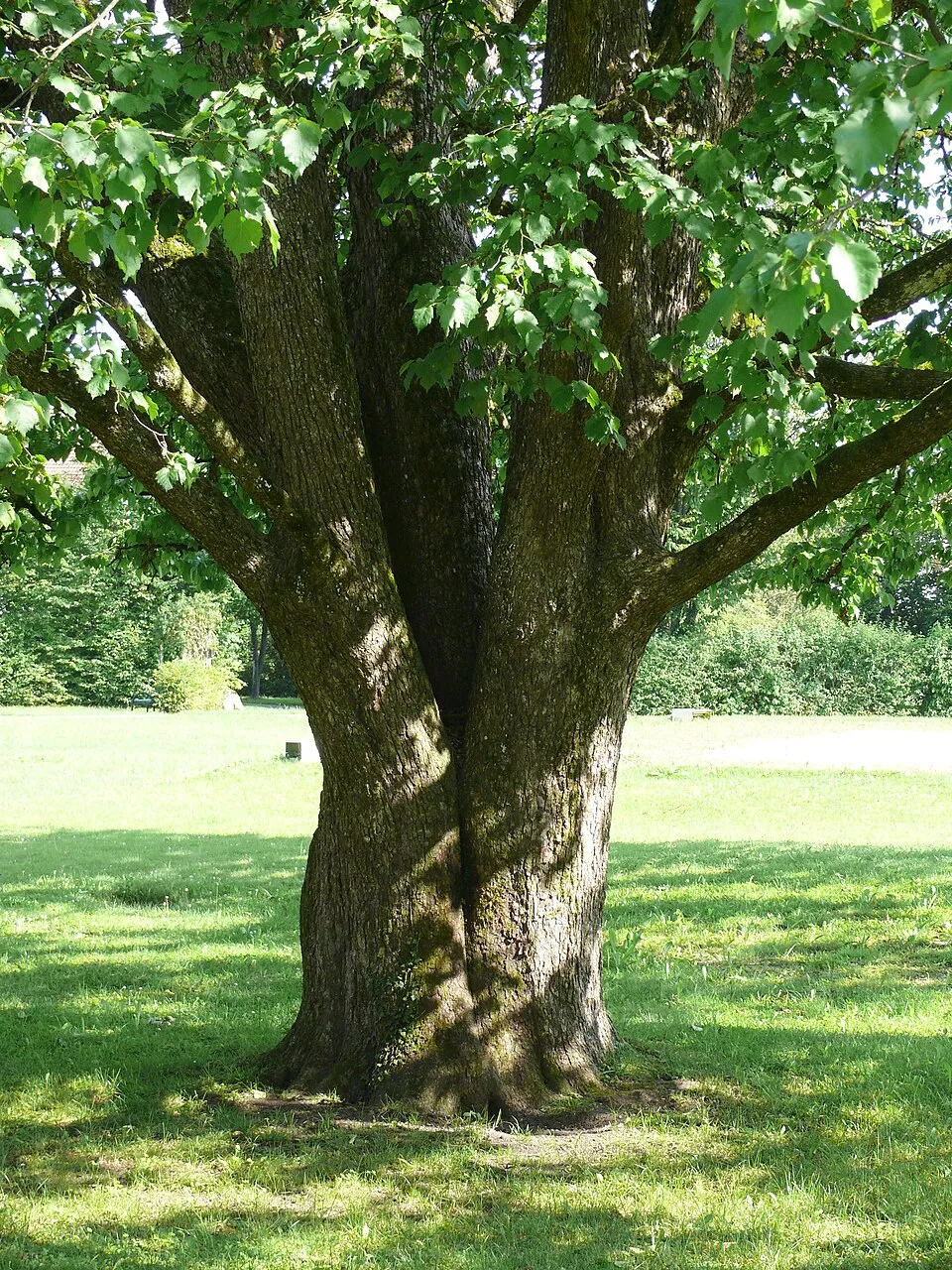 Törökmogyoró / Corylus colurna